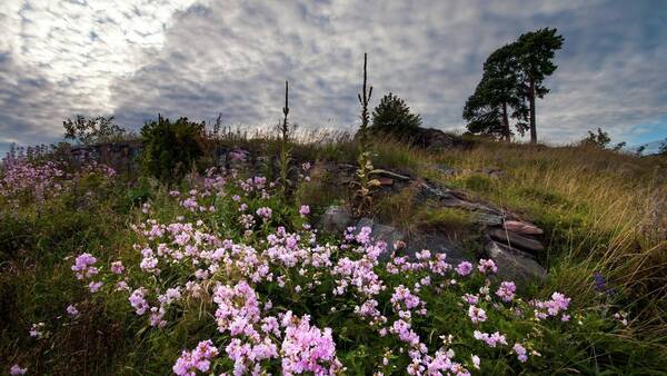 Ruhige Naturlandschaft mit hellem Himmel und sanfter Stimmung